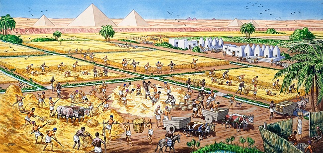 Farming in Egypt