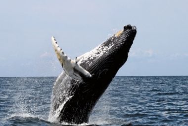 OTC Trading: An Inside Look at How Whales Move Bitcoin