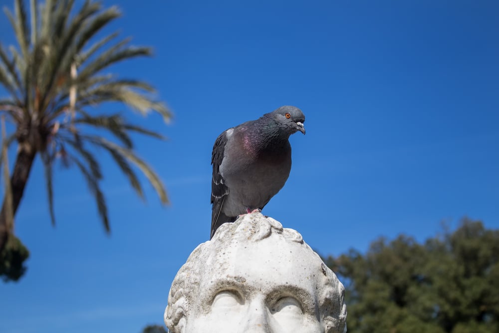 pigeon sitting on statue's head