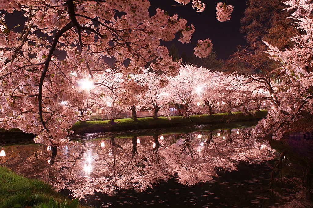 Japanese City Accepts Bitcoin Donations for Cherry Blossom Sanctuary 