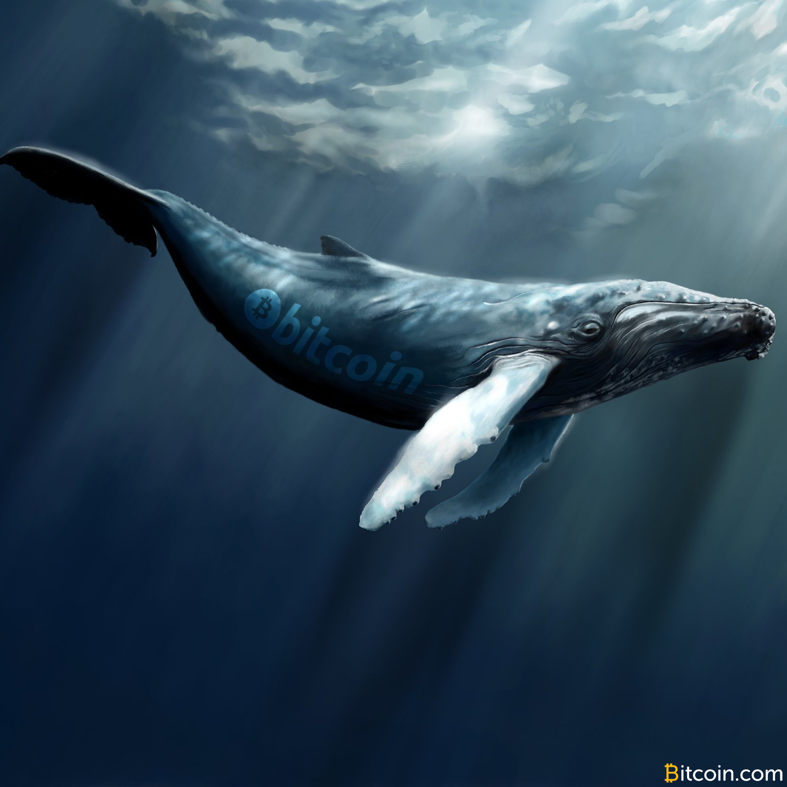 55% of All BTC Is Parked in Whale-Sized Wallets