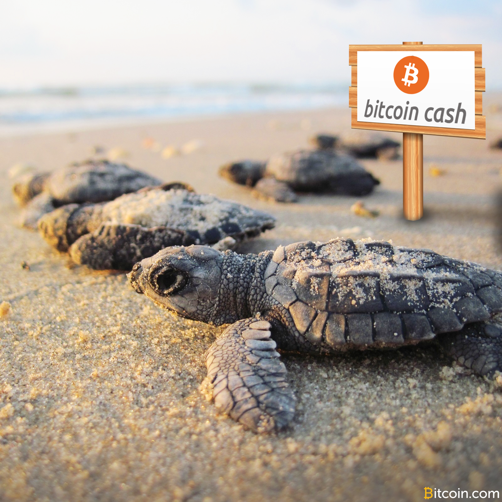 Bitcoin Cash Thrives During Its First Two Weeks of Life