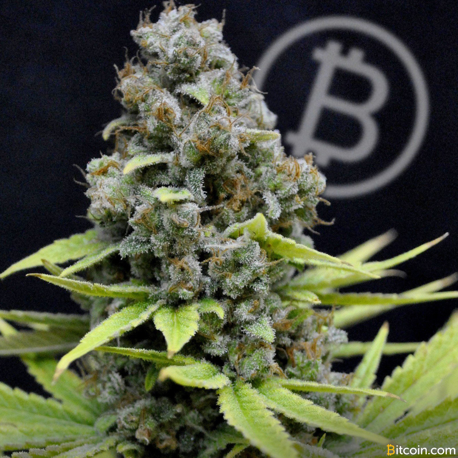 Zenapay Latest PoS Bitcoin Solution to Enter Projected $50 Billion Cannabis Market