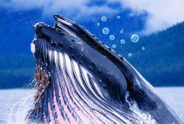 The 65 Percent Price Dip Has Made 'Bitcoin Whales' A lot More BTC