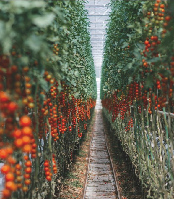 'Cryptomatoes' Using Excess Mining Heat to Grow Produce 