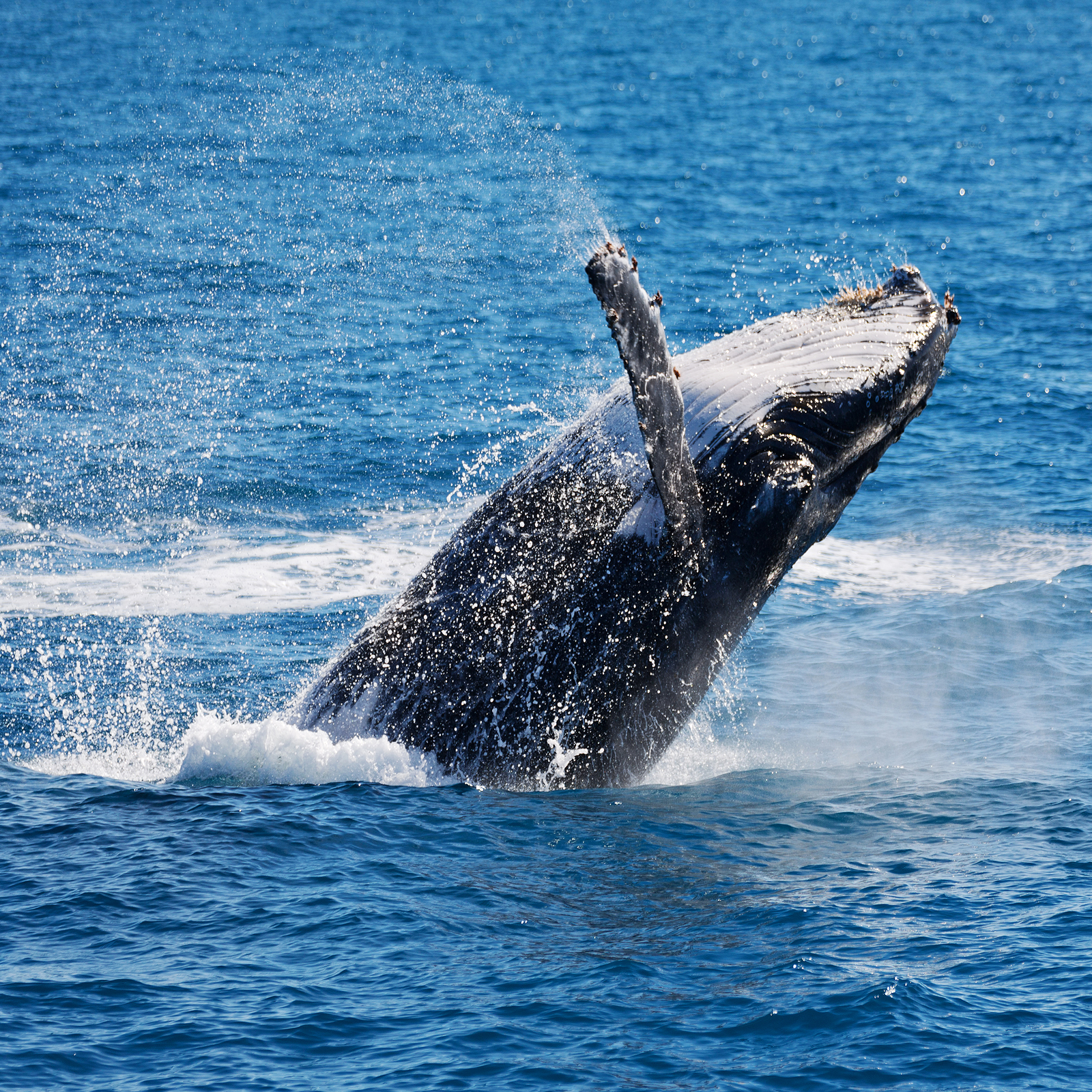 The 'Mt Gox Whale' Explains His Crypto-Selling Strategy