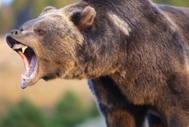Markets Update: Bears Return to Crypto Markets for Some Action