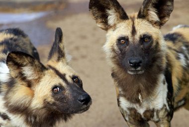With Bitcoin Cash, A Namibian Conservationist Hopes To Save Endangered African Wild Dog