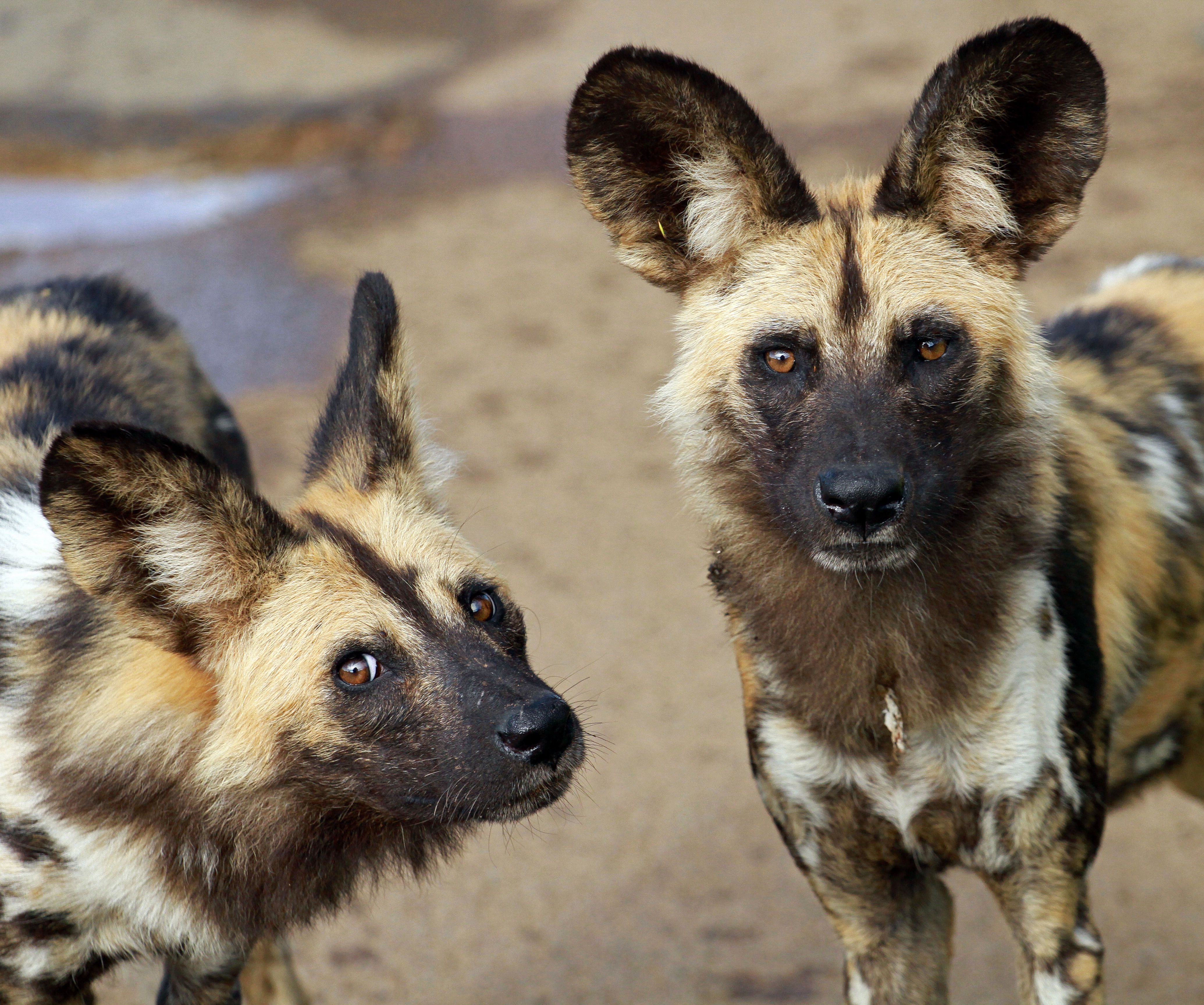 With Bitcoin Cash, A Namibian Conservationist Hopes To Save Endangered African Wild Dog