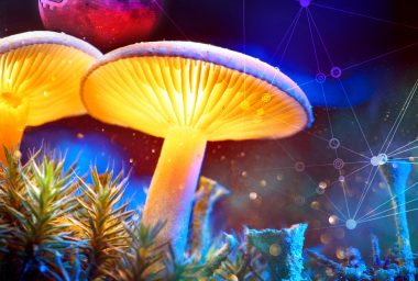 Of Moonshots and Mushrooms: Let's Get Beyond Technocratic Thinking