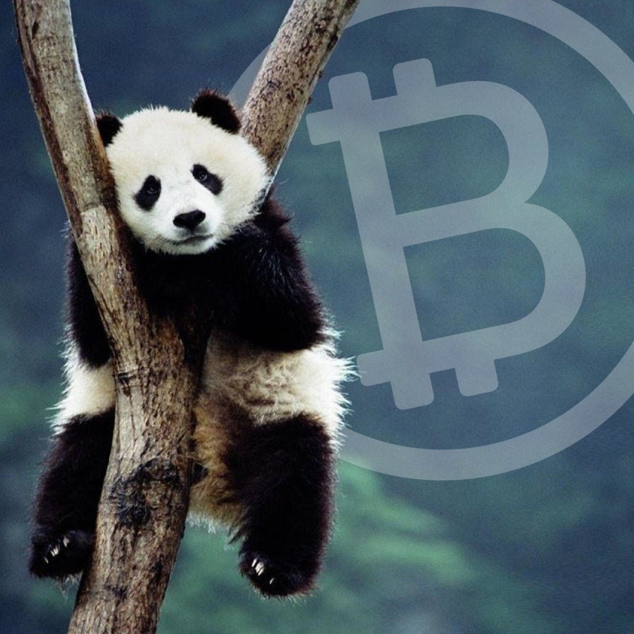 panda bitcoin)