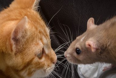The Darknet Cat and Mouse Game: Law Enforcement Gains More Traction