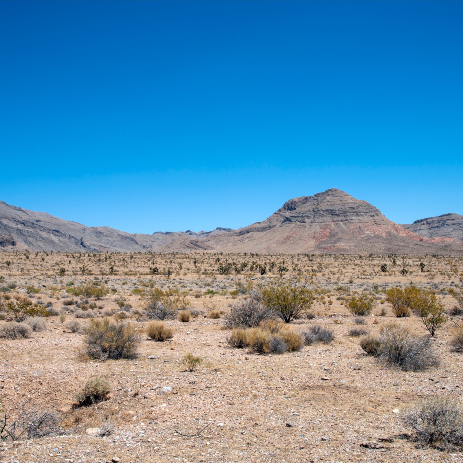 Lawyer Invests $300 Million to Build Crypto City in the Nevada Desert