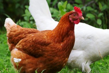 This Chicken Coop Feeder Is Powered by Bitcoin Cash Payments in Real Time
