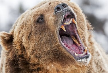 Markets Update: Bears Continue to Drag Cryptocurrency Prices Down