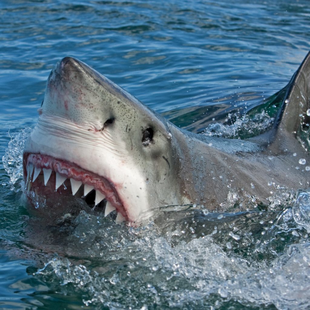 Мако акула опасна для человека. Акула в море.