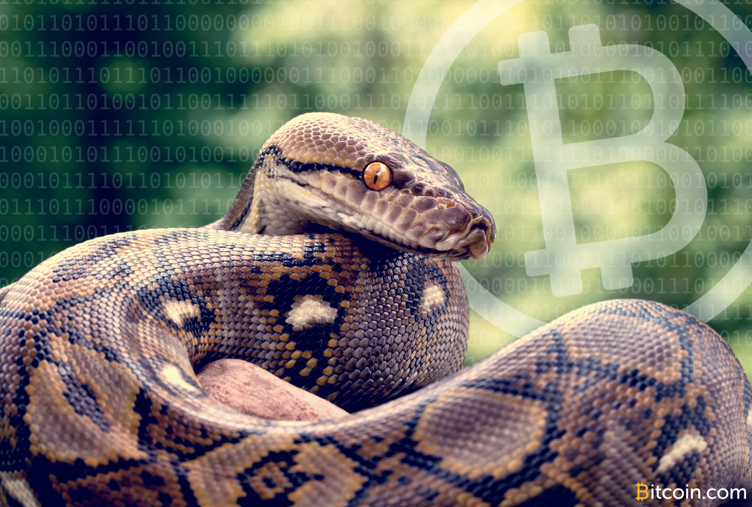 New Bitcoinpython Node Is 100X Faster Than Previous Python Libraries