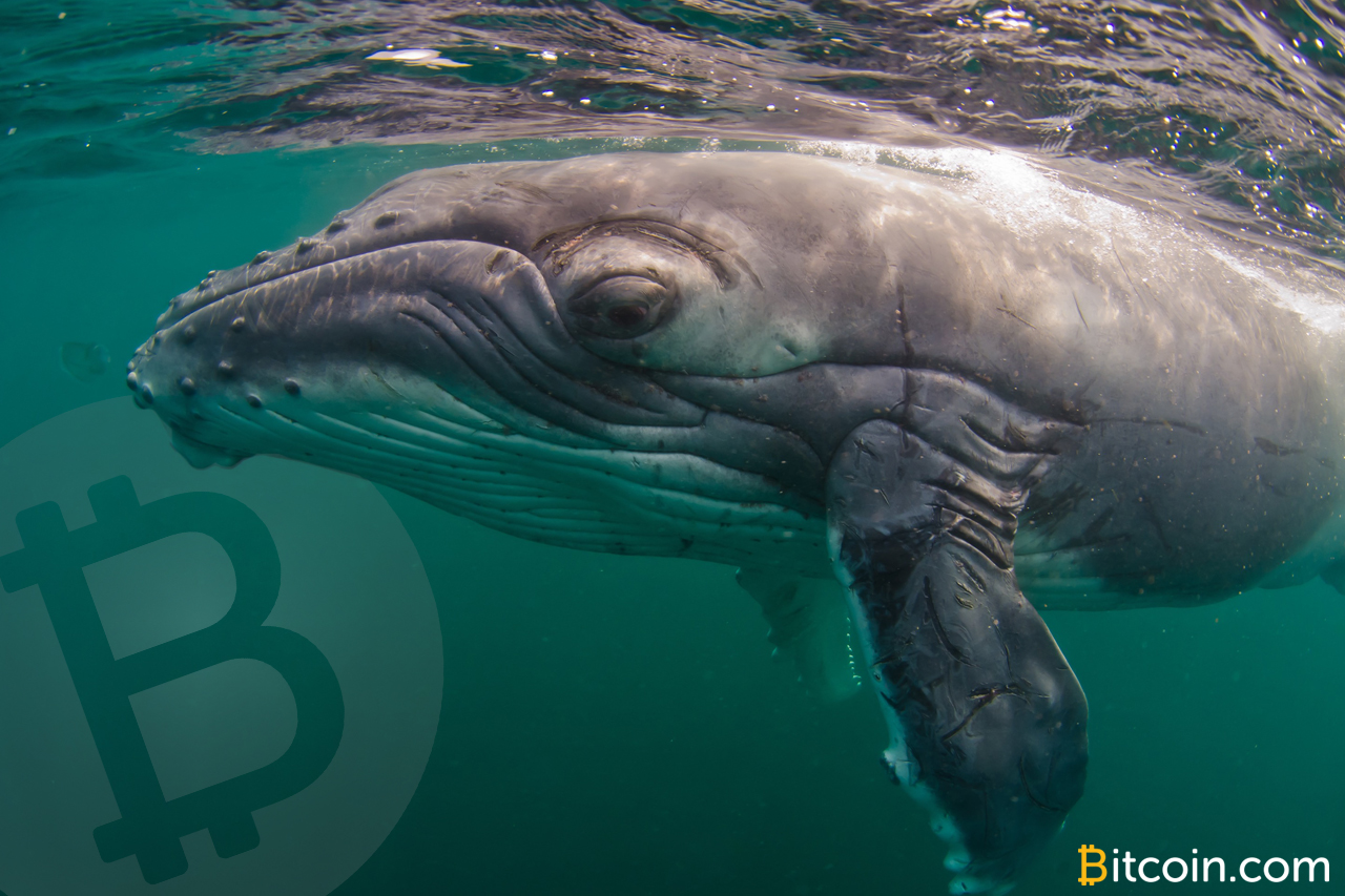 Bitcoin cash dragonslayer chinese whale сколько добытых биткоинов