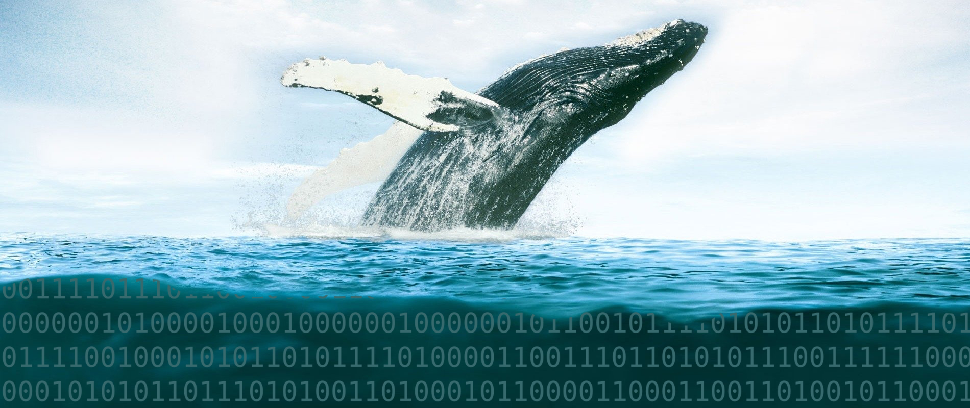 Bitcoin cash dragonslayer chinese whale bitcoin cash predictions 2022