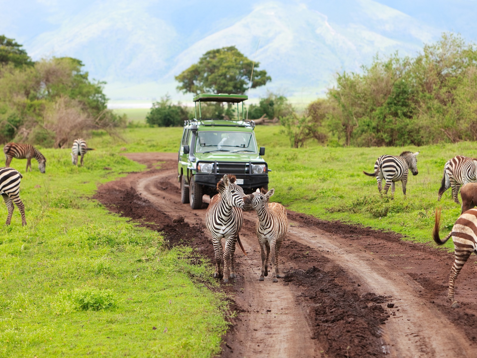 Riddell Travel Will Help You Arrange Your African Tour With BCH