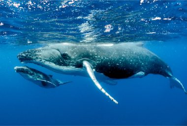 Whales Control Most of Litecoin, Many Ethereum Tokens