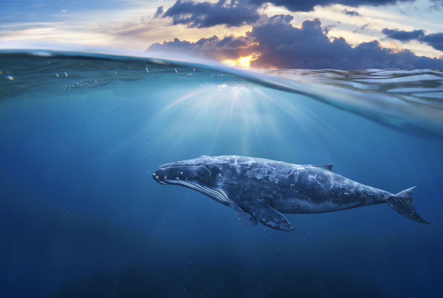 Win or Lose, These Crypto Whales Share Their Trades