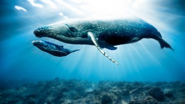 Whale Watch: 68 New Whales Join ETH Network, BTC Holds Lowest Concentration of Whales