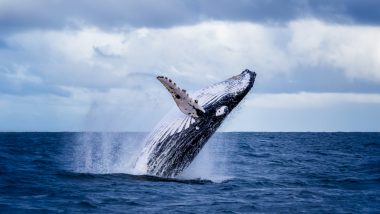 Bitcoin Whales Grow After Price Bottoms, Analyst Says 'Coins Are Moving to Very Strong Holders'