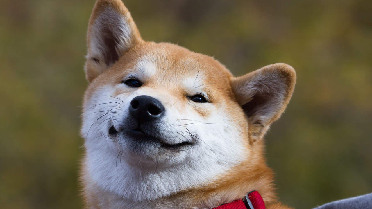 Can't Keep a Good Dog Down: Meme Token Dogecoin Spiked Over 500% This Year