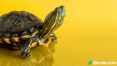 broaște țestoase tranzacționând bitcoin