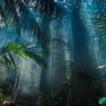 Welcome to the Juungle: A Bitcoin Cash NFT Market That Allows Anyone Buy and Sell Unique SLP Collectibles