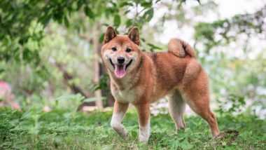 Shiba Inu Gets Listed on Binance and FTX After Price Skyrockets