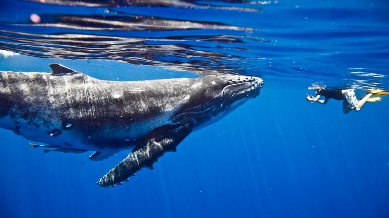 Mystery Whale Returns by Moving $35 Million — Miner Transfers 1,000 ‘Sleeping...