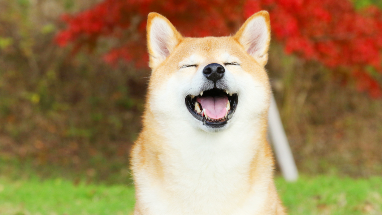 Shiba Inu Coin Price Soars As Coinbase Pro Announces SHIB 