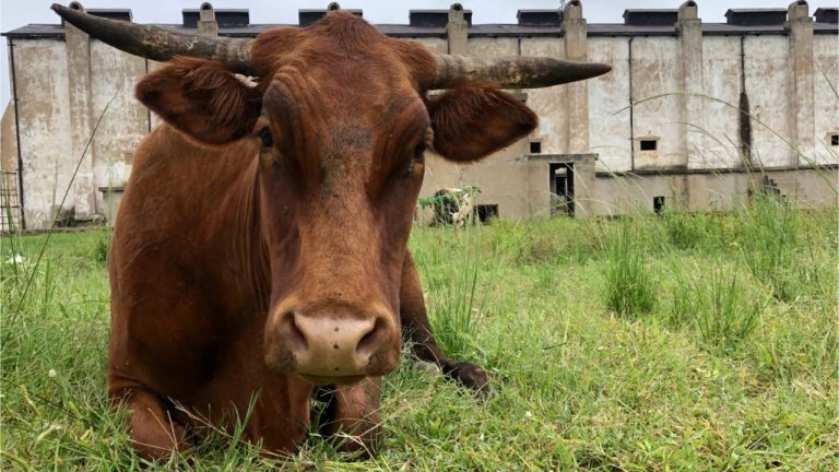  system cattle mastercard livestock -powered claiming kind 