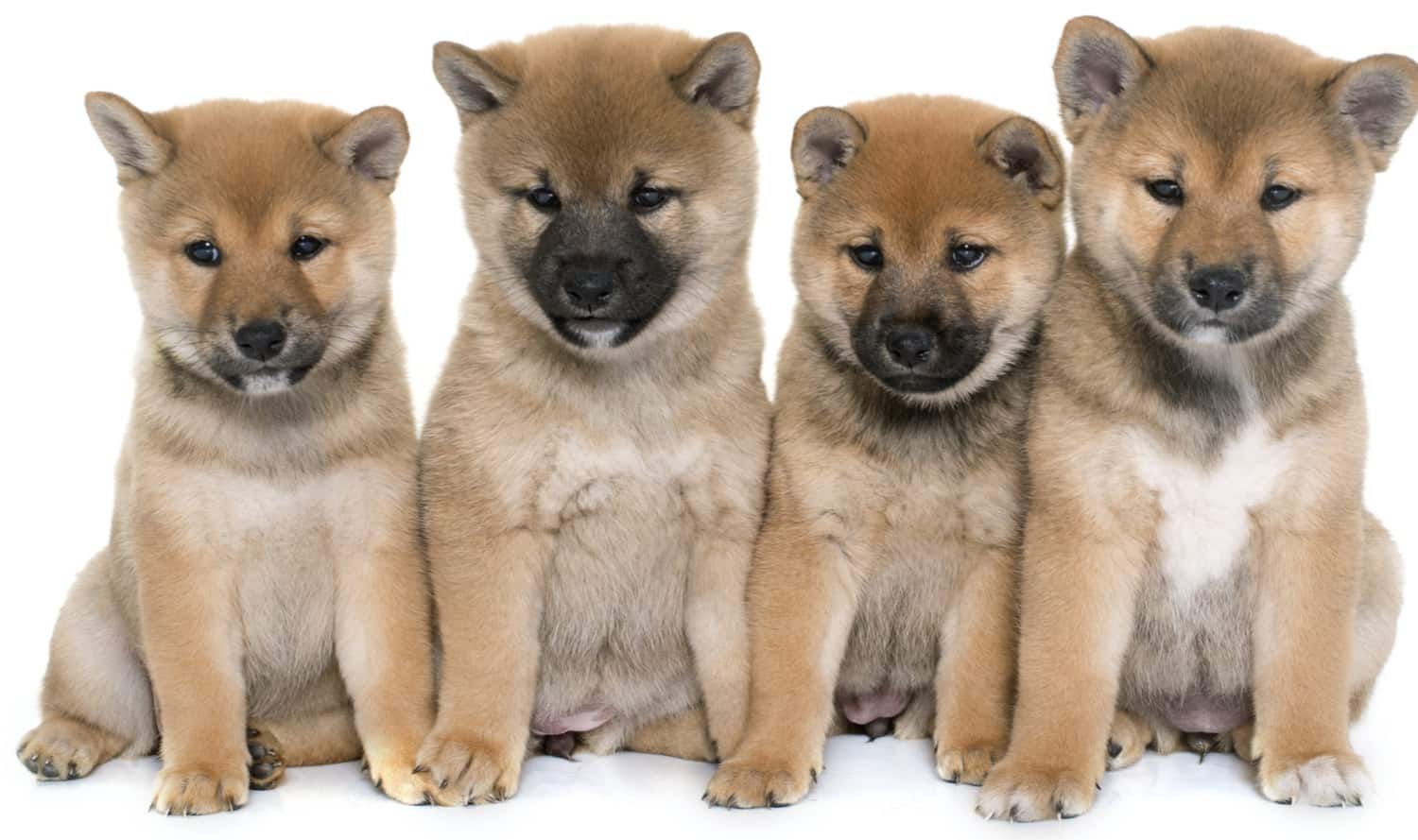 baby shiba inu coingecko