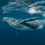 Whale From 2012 Transfers 740 Bitcoin Worth $26M After BTC Sat Idle for 9 Years