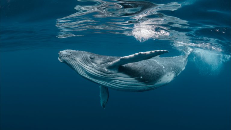 Whale From 2012 Transfers 740 Bitcoin Worth $26M After BTC Sat Idle for 9 Years