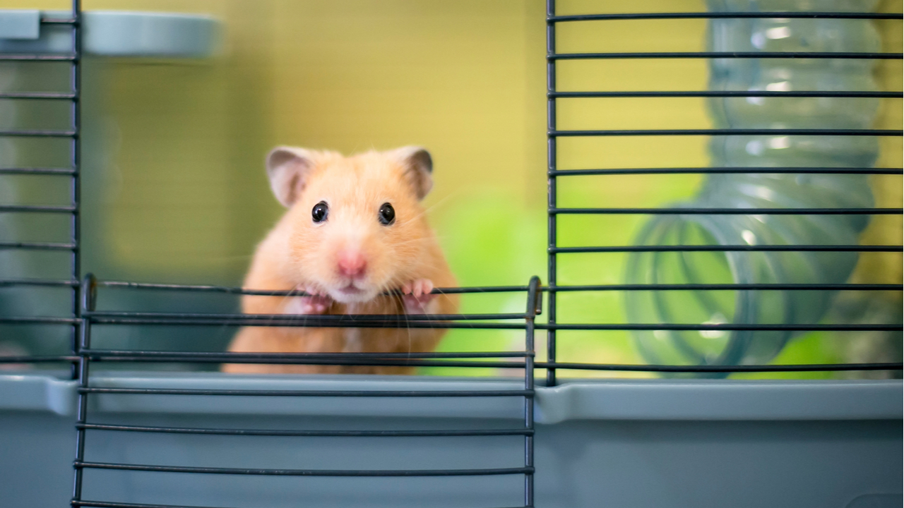 Cryptocurrency-Trading Hamster Outperforms Bitcoin, S&P 500 Since June