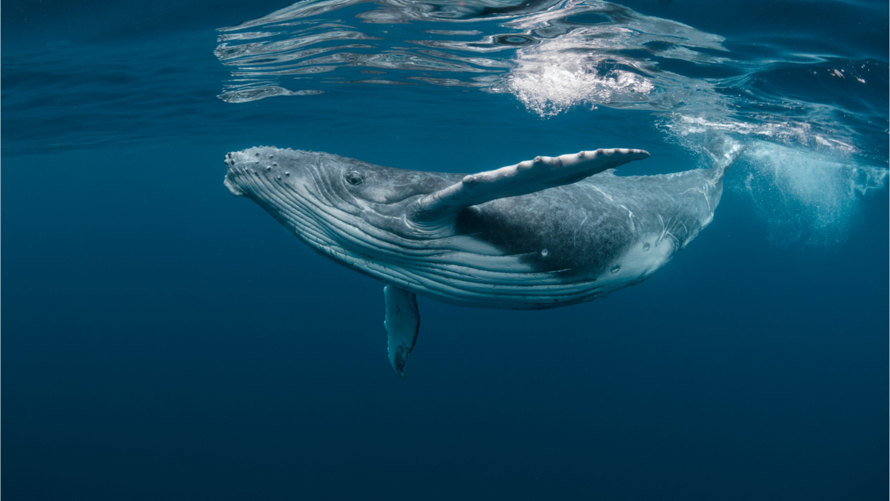 As Bitcoin's Price Spikes Herds of BTC Whales Begin to Shrink in Size