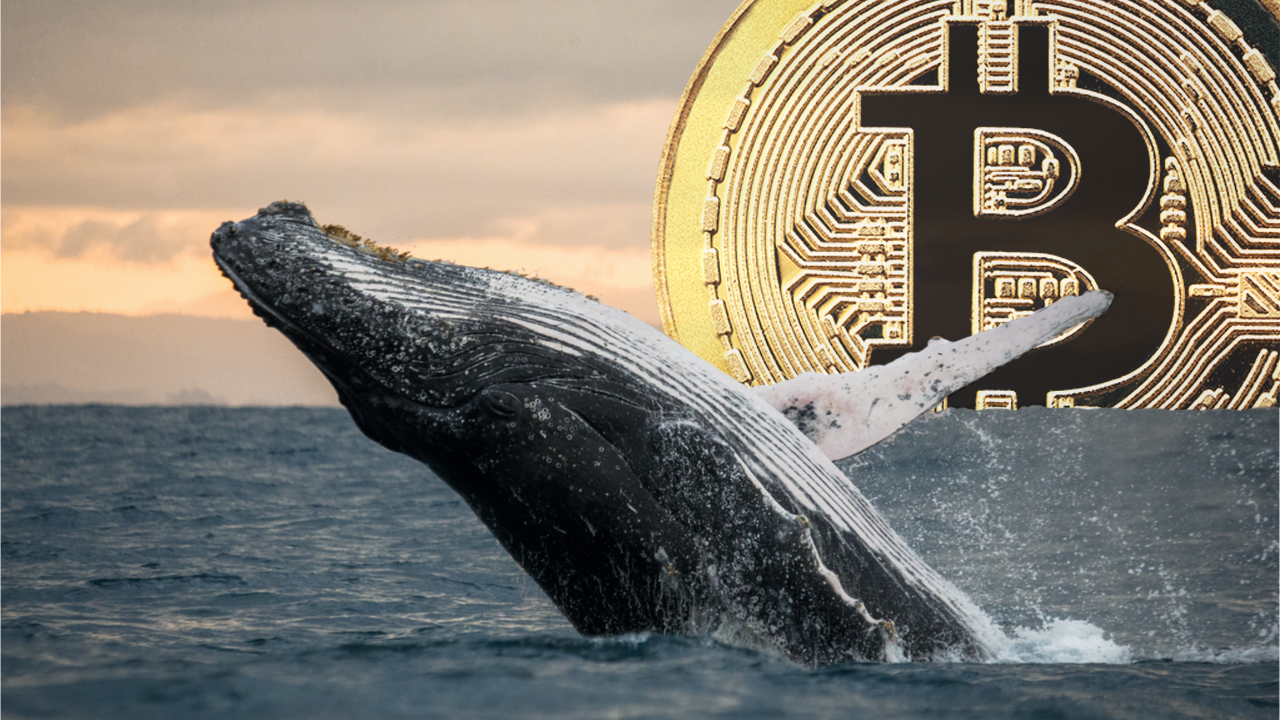 bitcoin whale news