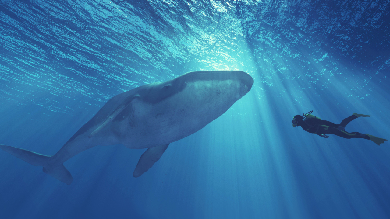 Although speculators believe that Bitcoin's third largest wallet is a mysterious whale, the data