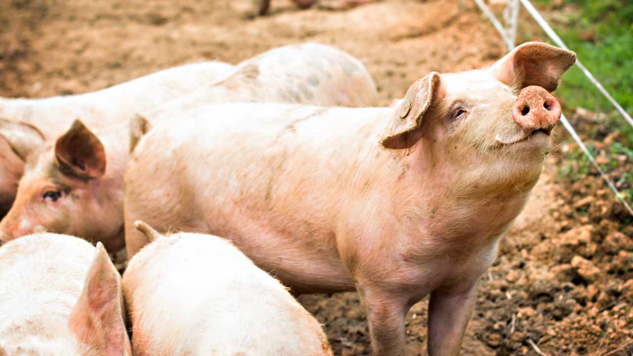 JAV valdžia perspėja, kad „kiaulių skerdimo“ kriptovaliutų sukčiavimas tampa nerimą keliančiu populiarumu