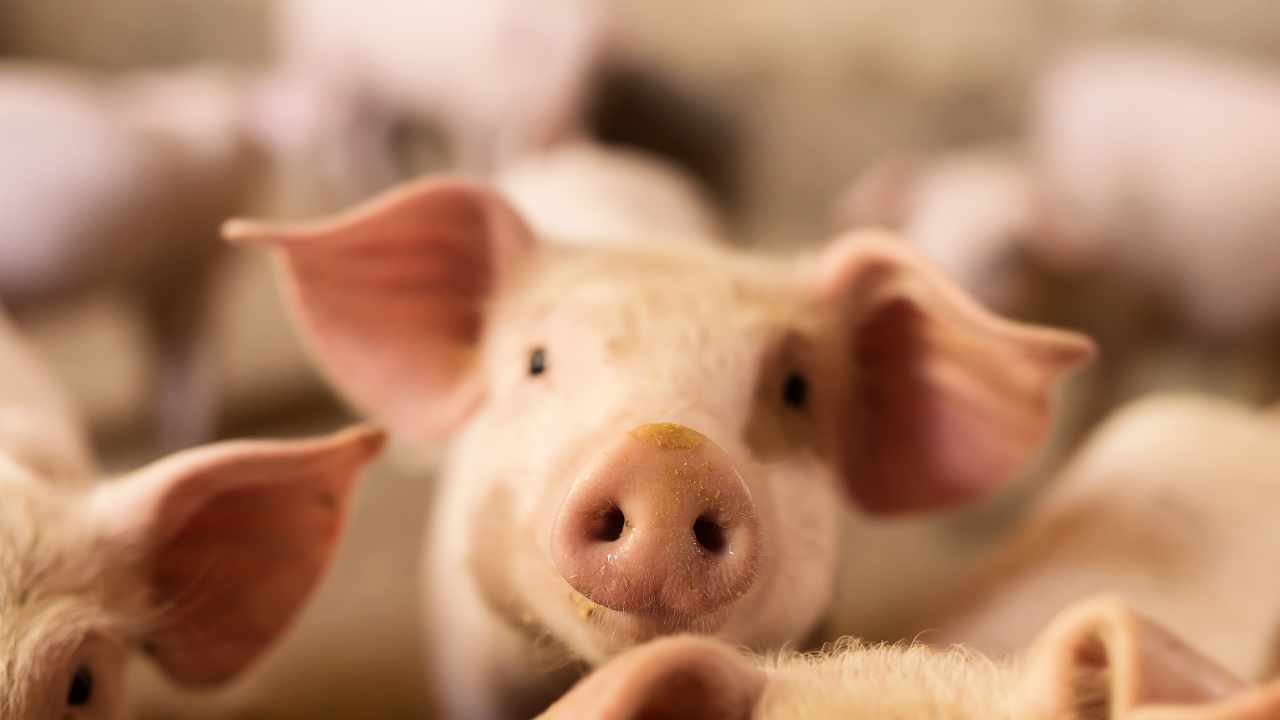 US Seizes Domains Used in ‘Pig Butchering’ Crypto Scam