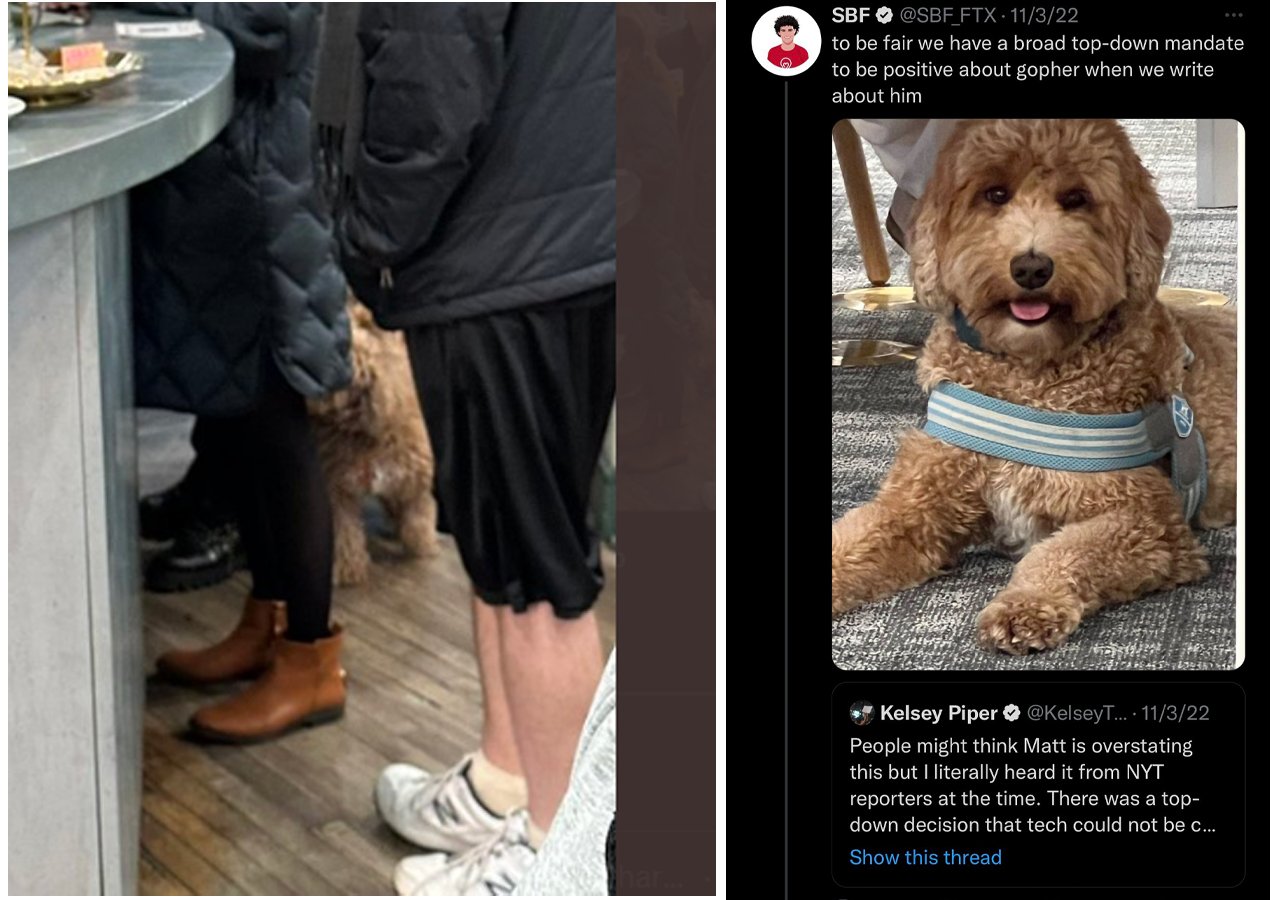 Alameda Research CEO Caroline Ellison was reportedly spotted with FTX Dog 'Gopher' at a coffee shop in Manhattan