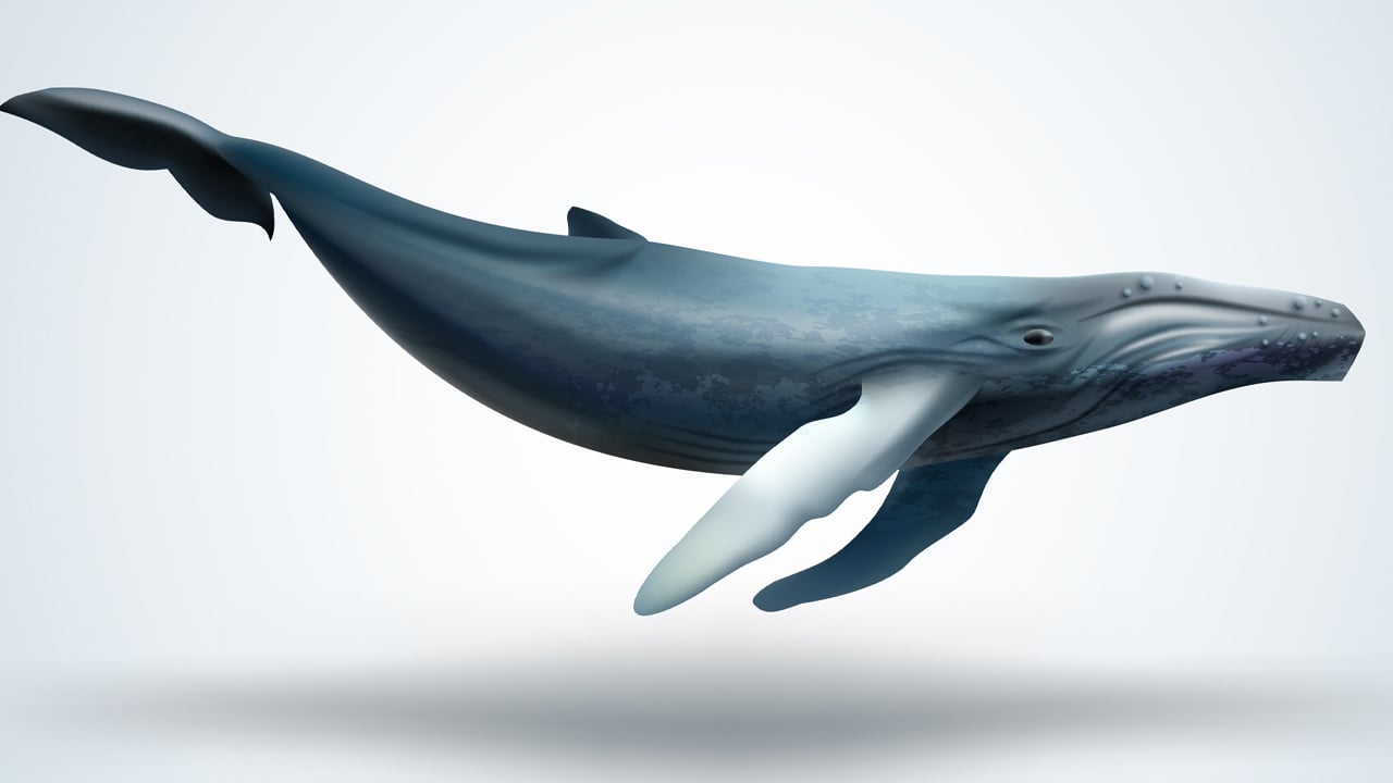 This Week XRP Whales Moved Millions of Tokens to Exchanges and Unknown Wallets – Altcoins Bitcoin News