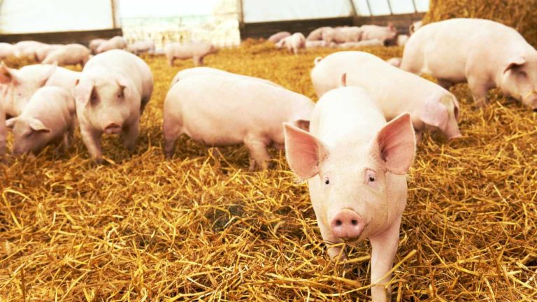 US Authorities Seize Crypto Linked to Pig-Butchering Scam Held at Binance