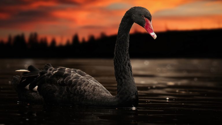 Bitcoin’s Black Swan — A Retrospective on 2020’s ‘Black Thursday’[#item_description]