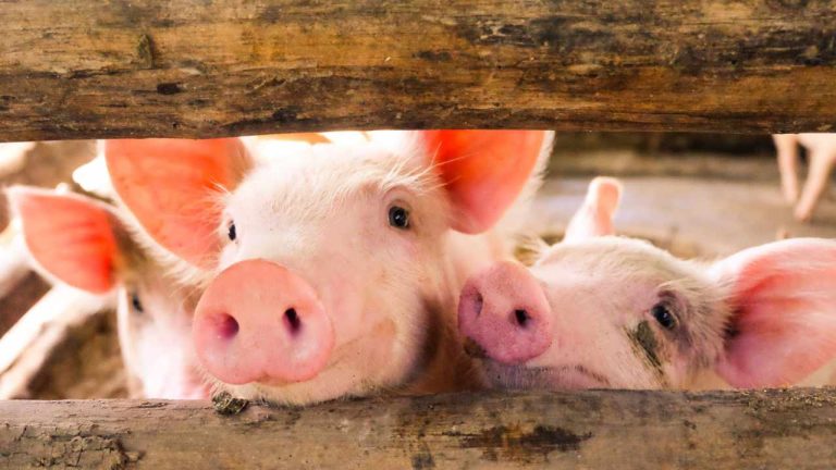 IRS Says US Taxpayers Are the Most Targeted for Pig Butchering Crypto Schemes