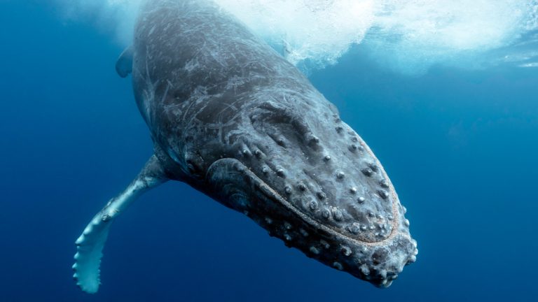 Mystery Bitcoin Whale Resurfaces, Transfers 1,000 BTC Worth $41M From String of 2010 Era Addresses